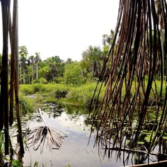 Amazon rainforest 04