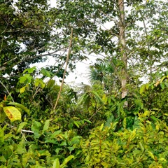 Amazon rainforest 05