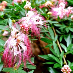 Amazon rainforest 06