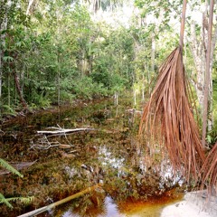 Amazon rainforest 07