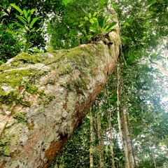 Amazon rainforest 08