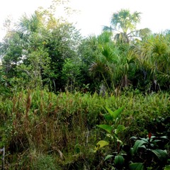 Amazon rainforest 09