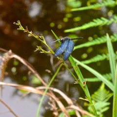 Amazon rainforest 02