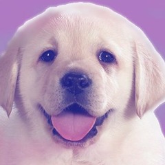Puppy Playlist