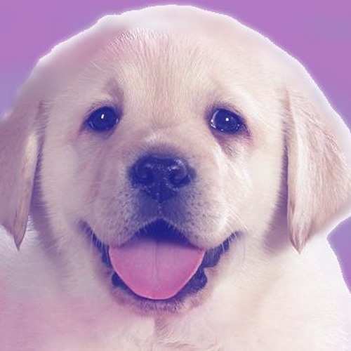 Puppy Playlist