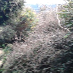 Rolla-coaster ride from Hell