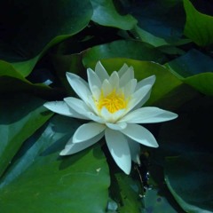 Mindfulness of Breath meditation with Lynne Roberts