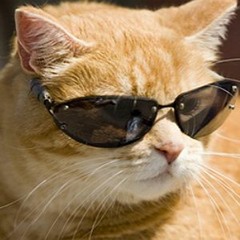 Cool Cat