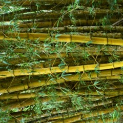 Jungle Jazz Insanity 4 Test