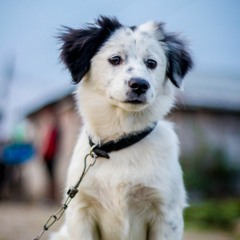 khoi