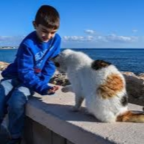 Stream Billy & Zac The Cat Go On A Fair Ride, Bedtime Meditation