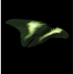 Foraminiferod