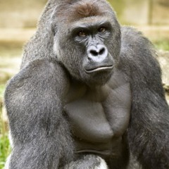 OMN MO FT BOC FREDO - HARAMBE