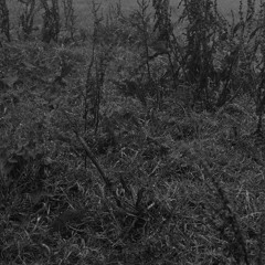 Heaven And Earth Are Not Humane