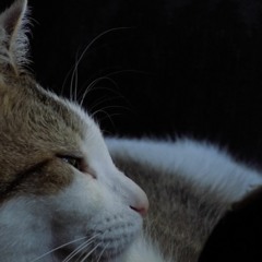 innyua (PREORDER @ BANDCAMP)