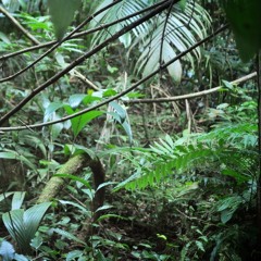 DUB ÷War Inna Jungle÷ °°°