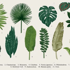 MONSTERA