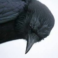 BLACK CROWS  The Waters Project  LIVE at SHRINE NYC  11/17
