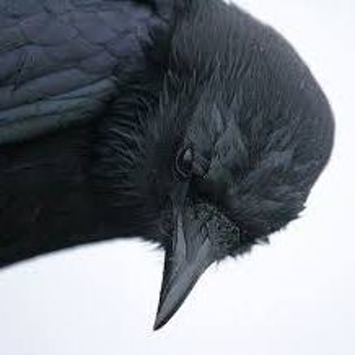 BLACK CROWS  The Waters Project  LIVE at SHRINE NYC  11/17