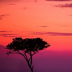 25 Savanna Sunrise V2