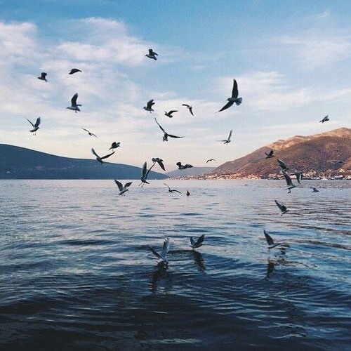 الجمال - حديقة الحقيقة-دكتور أحمد الخليع