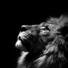 Foster The People Sit Next To Me Junglexlion Remix Mp3
