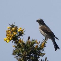 Linotte mélodieuse - Carduelis cannabina