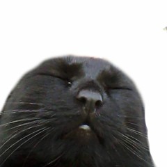 aaaaaaaaaaaaaaaa.jpg