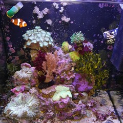 Reckless Pioneer April 2018.WAV