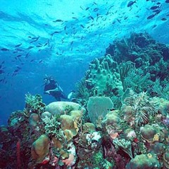 Angari - Coral Reefs - Act 3