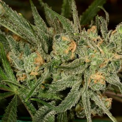 Boodah G ft Kenith Blu Pineapple Express