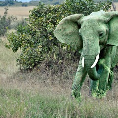 Adam Weisser - You Ought to Get It Together