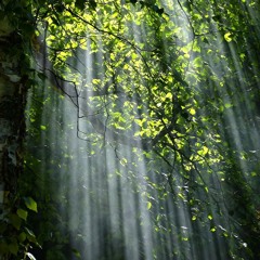 Waking Glade