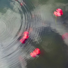 Teardrop Ripples