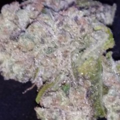 Real gee baller / p i m p Mkd