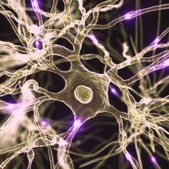 Neurotranz - Psy Phi [Stratosphera]