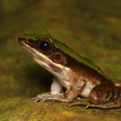 Green Cascade Frog