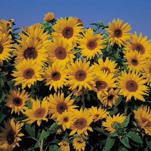 Sunflower Ft Fahminanda Rex Orange County Cover By Setasena93 On Soundcloud Hear The World S Sounds