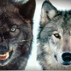2 Wolfs story beat