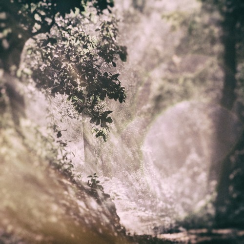 Forest Path (Part 1)