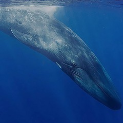 fairy-big-creature-song