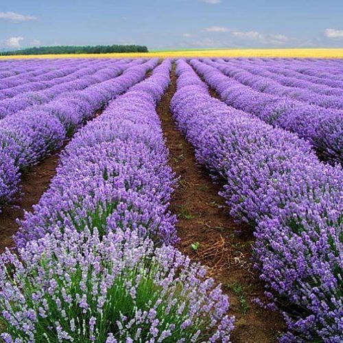 Stream Макс - Барских - Туманы by Svetlana | Listen online for free on ...