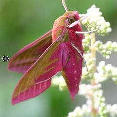 Rufus and the Hawkmoth