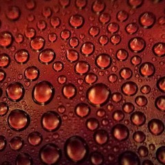 Dog Walk 7 (Territory)