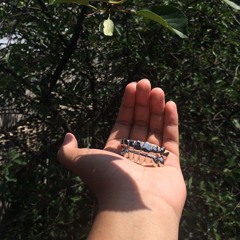 Ape Shit (Prod. Santos Santana)