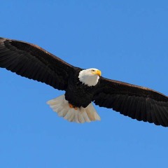 Fly Like An Eagle (rework)