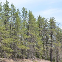 Michigan Pine (Lumberjack's Alphabet)