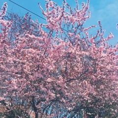 04.2018