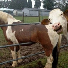 MILK YogPod (Old and forgotten :( )