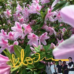 Bloom